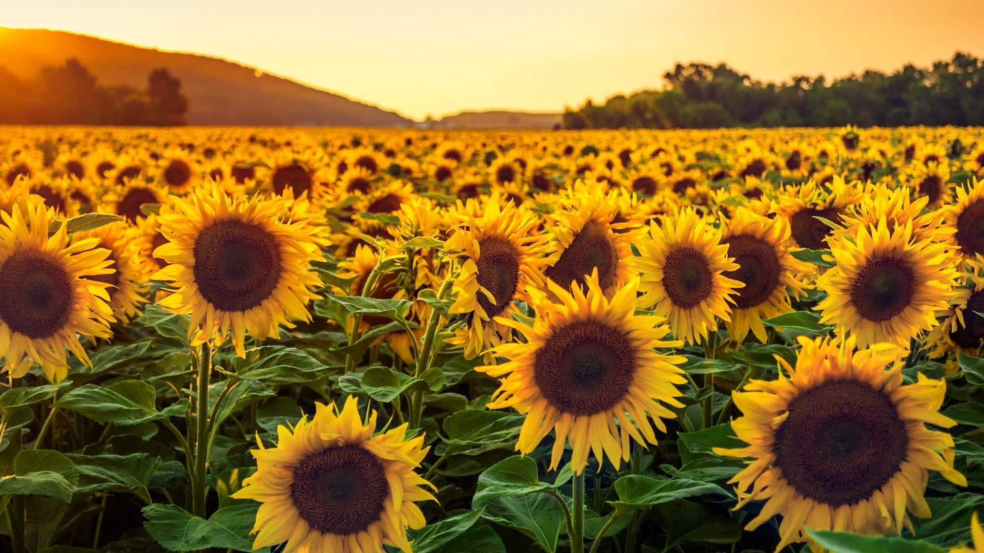 are sunflowers suitable for Florida climate