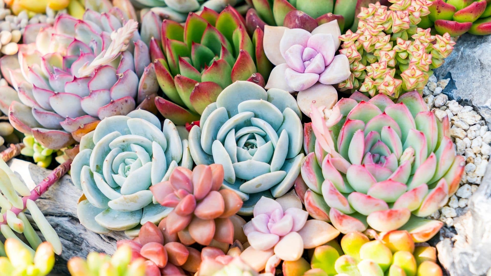 Growing Succulents in Florida: Essential Care Tips  Neroli Blume