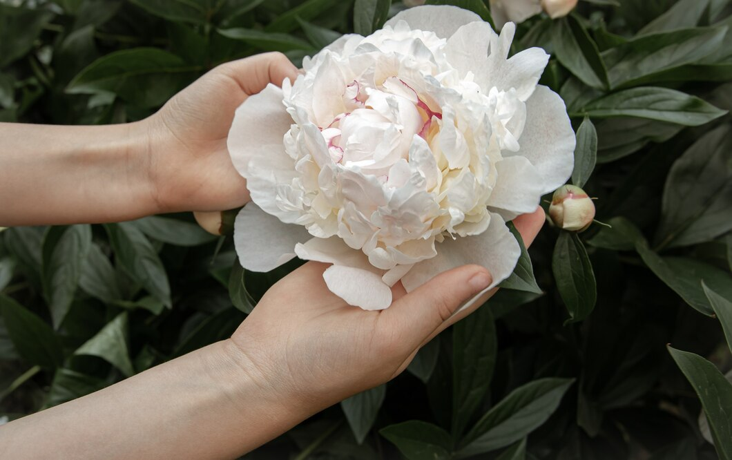 How to Care Peonies