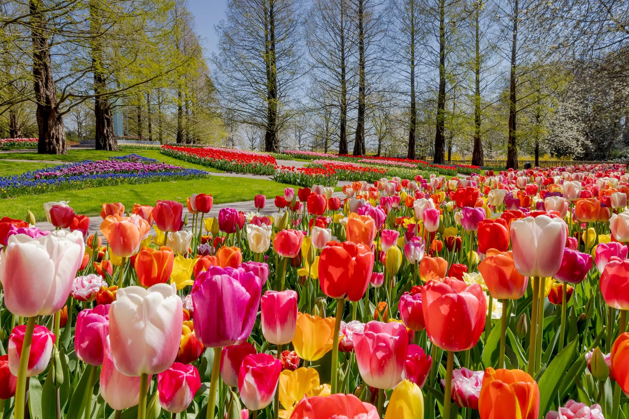 tulips for valentine's day