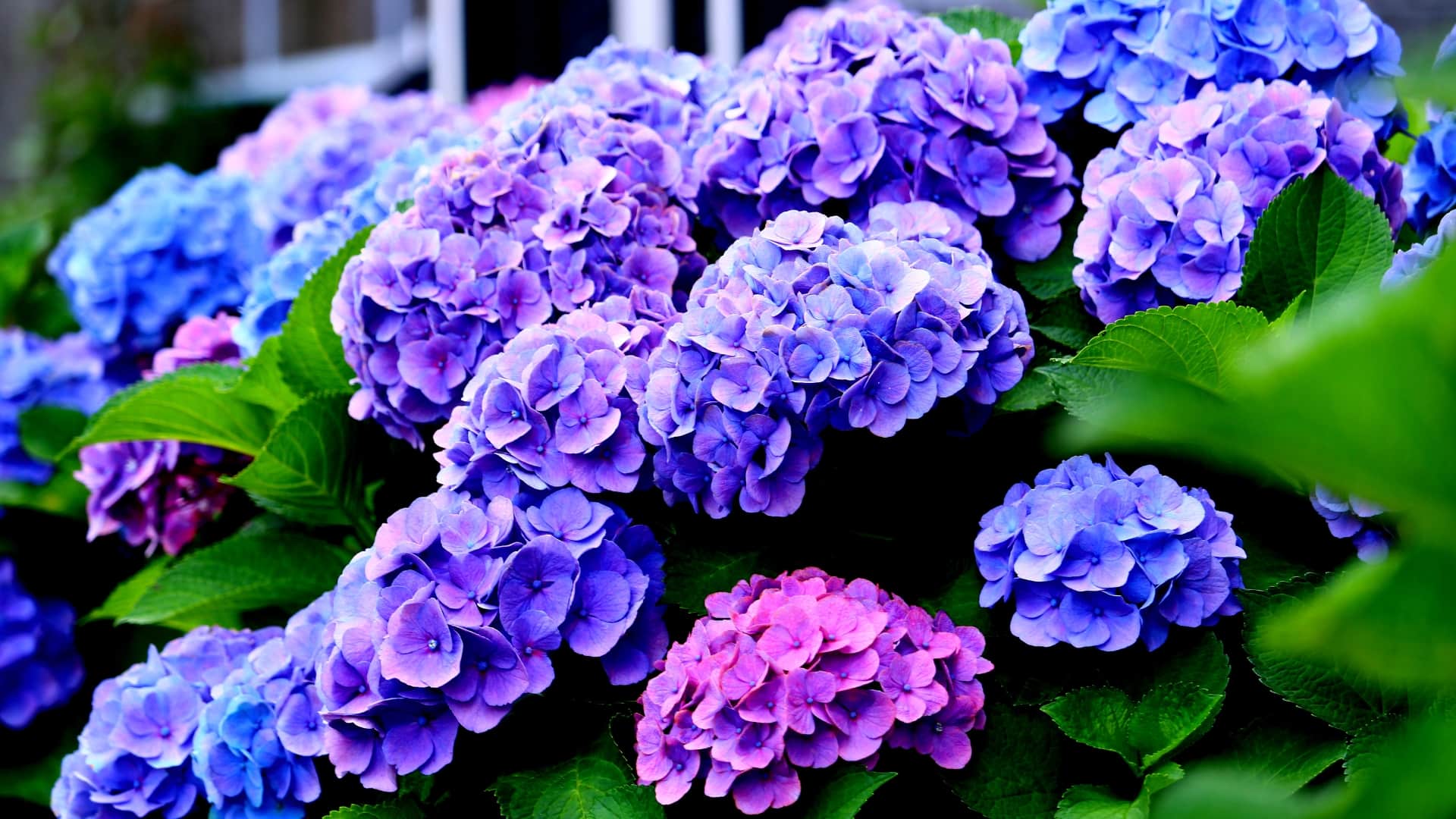 how to arrange hydrangeas