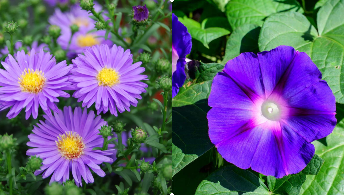 September Birthday Flowers: Everything You Need to Know About Aster & Morning Glory