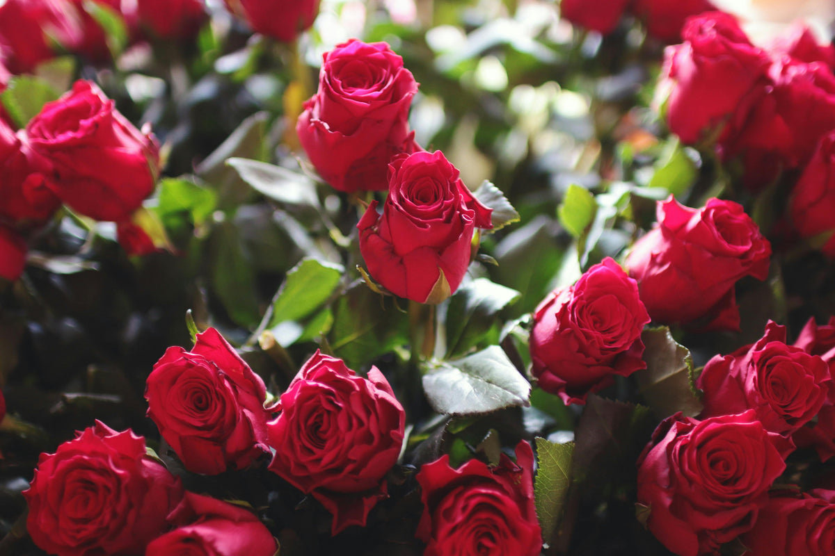 Have Fun Roses 10 Fun Facts About Roses - Queen of Flowers – Neroli Blume