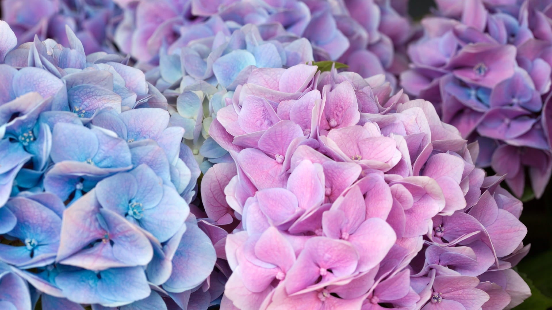 hydrangea plant care guide