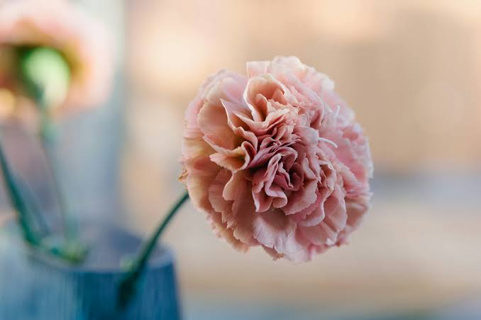 Can You Grow Carnations in Florida