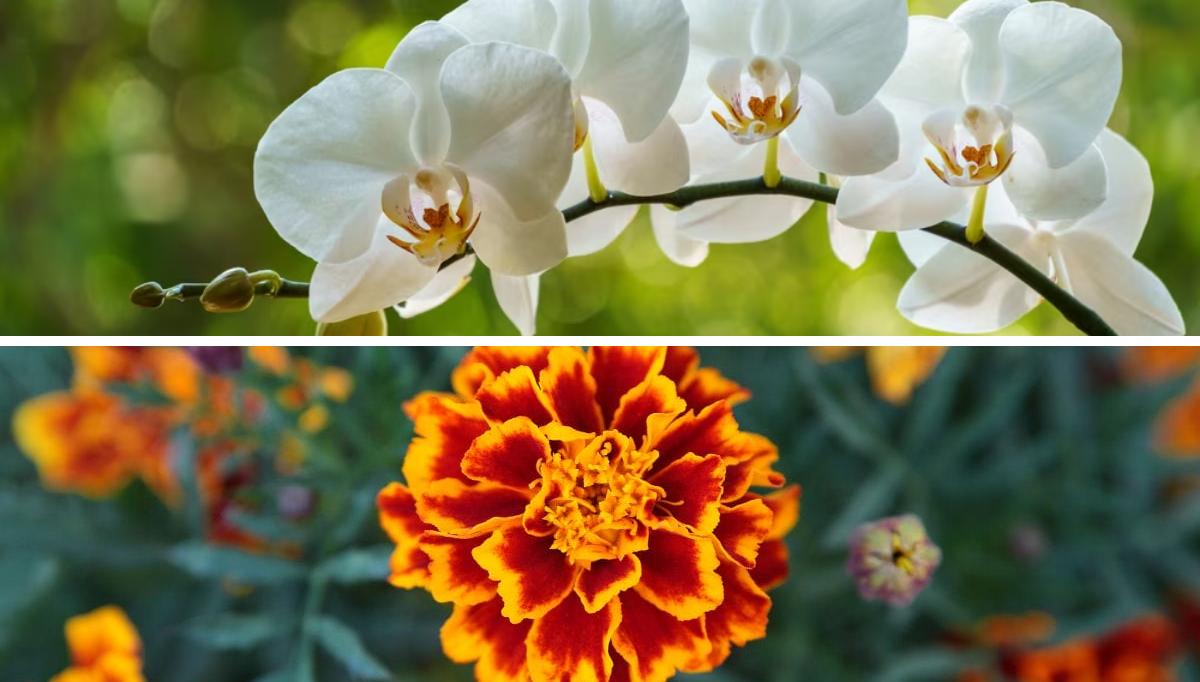 10 Lucky Flowers to Grow (and Gift) in Florida