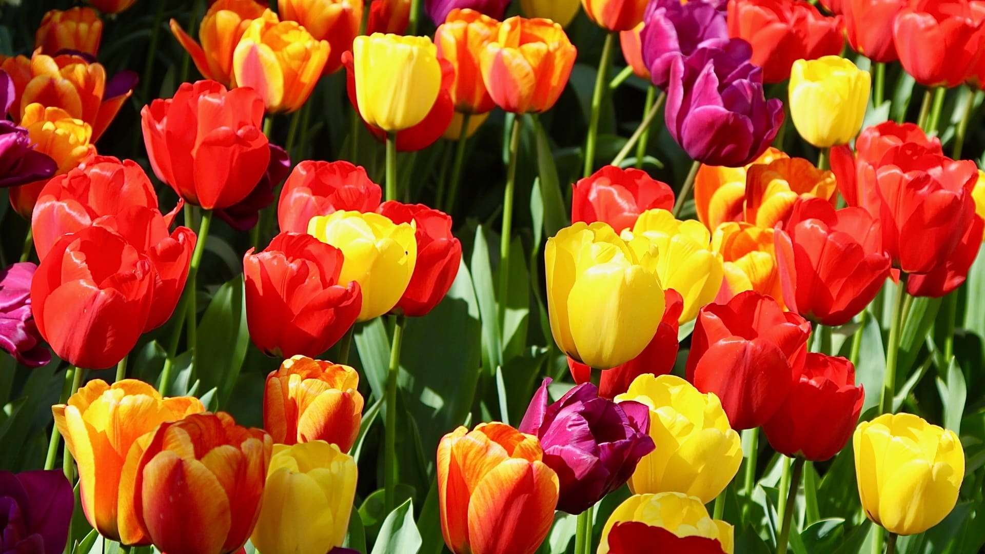 types of tulips