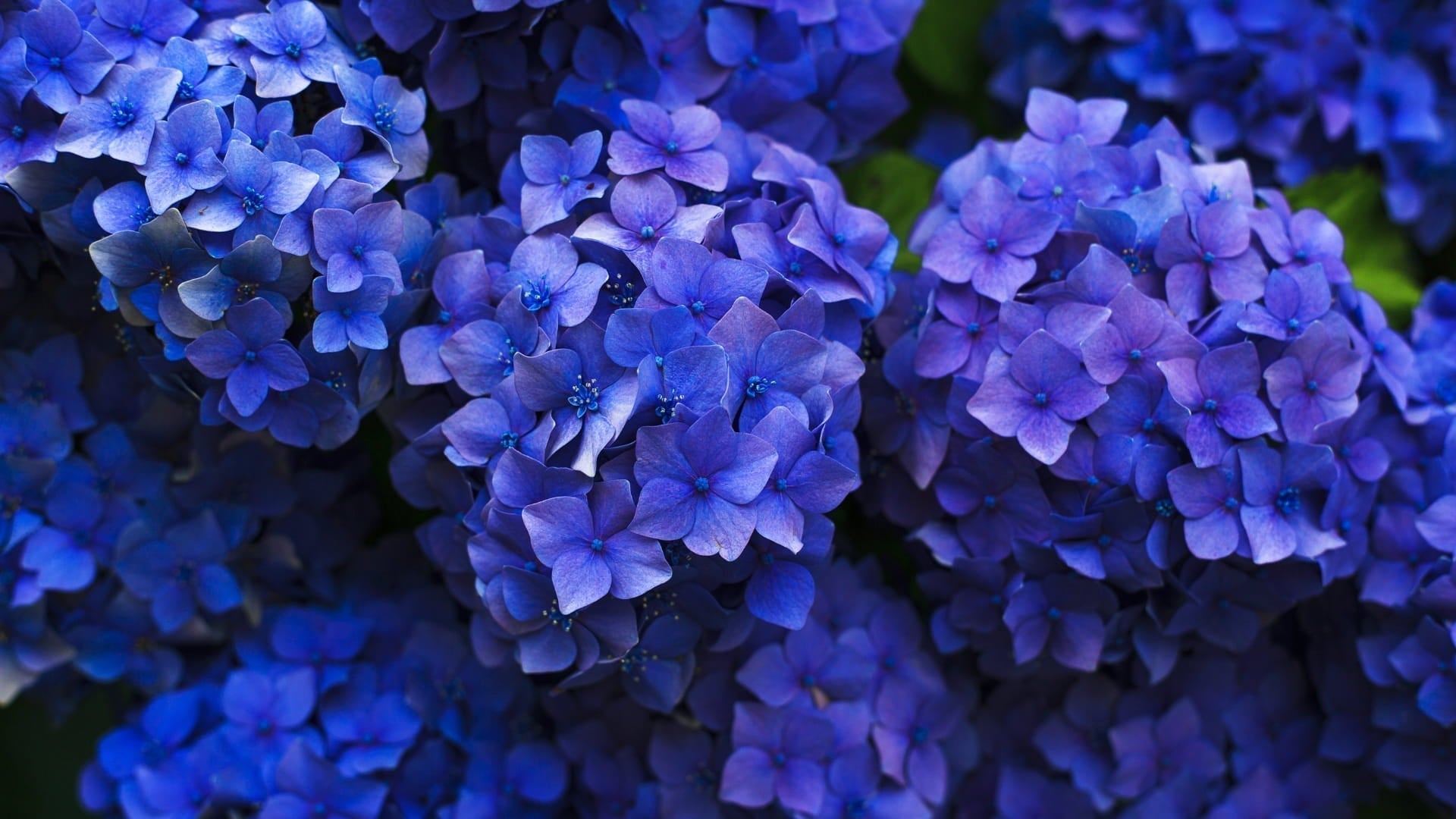 Hydrangeas Grow in Florida